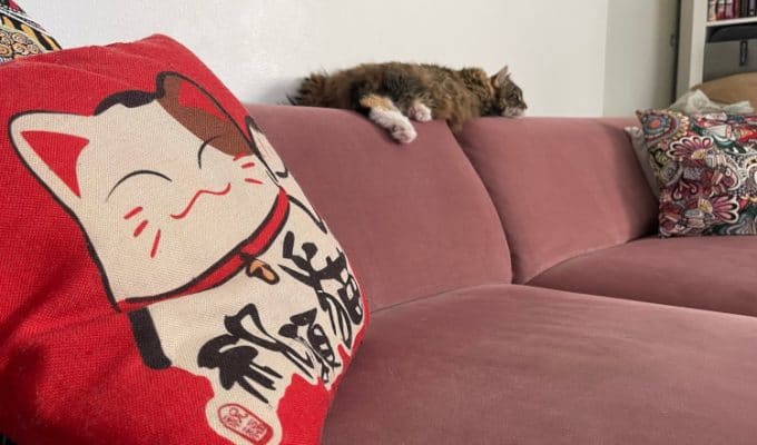 uuden-sohvan-hankinta-kissatalouteen