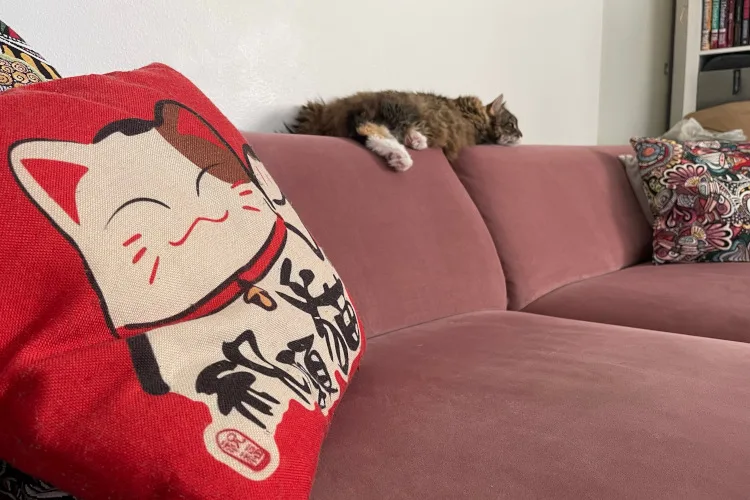 uuden-sohvan-hankinta-kissatalouteen