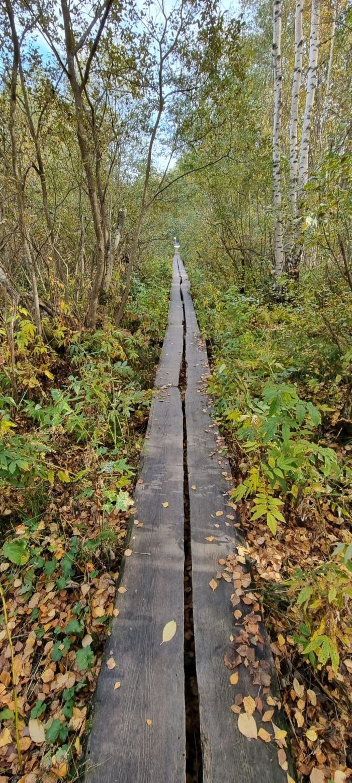 Hanikan luontopolun pitkospuita