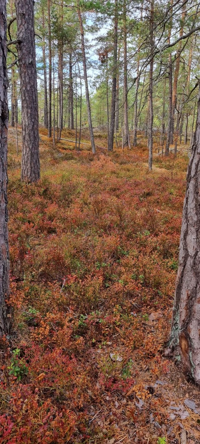 Hanikan luontopolun ruska