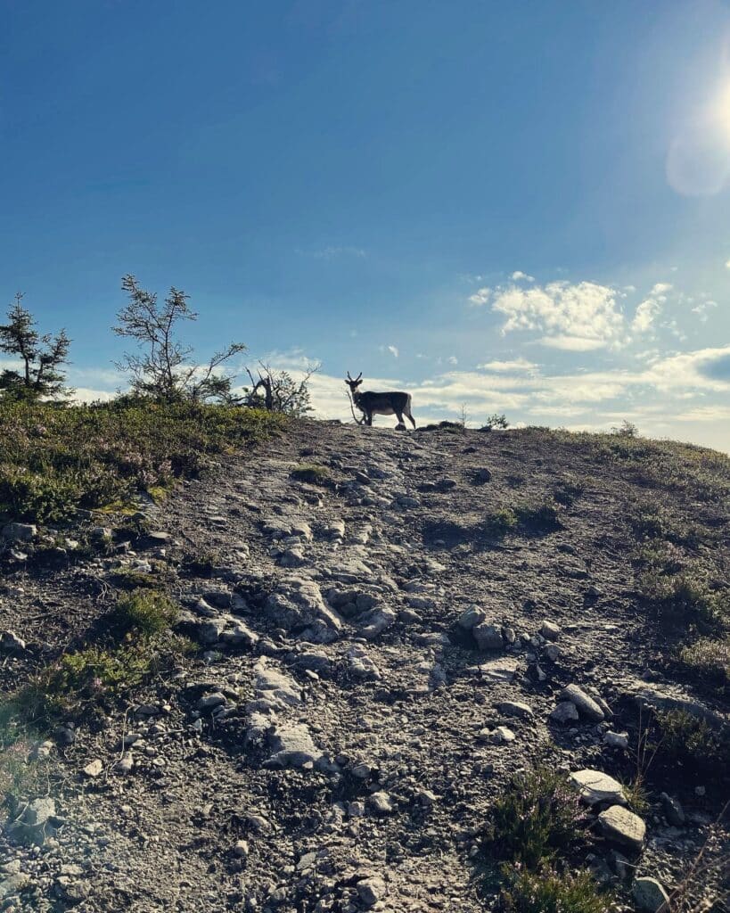 Eläin polun päässä