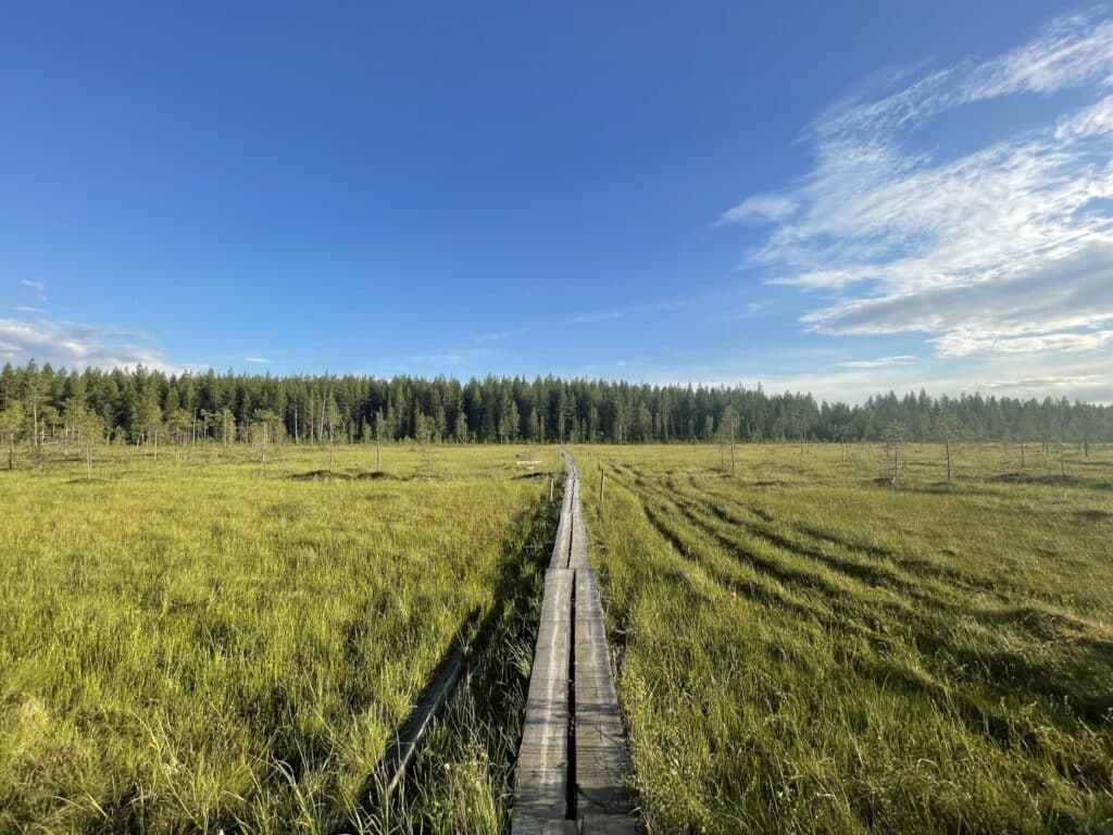 Pitkospuut suon päällä